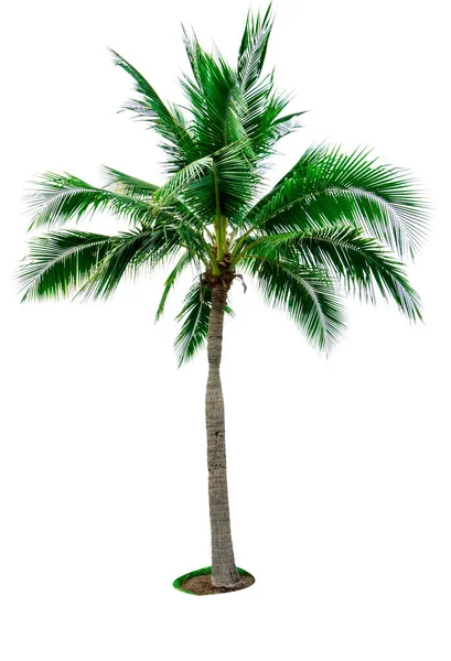 Coconut tree isolated on white background with copy space. Used for advertising decorative architecture. Summer and beach concept. Tropical palm tree. — Stock Photo, Image