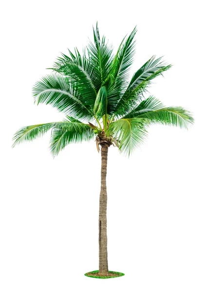 Кокосовое дерево изолировано на белом фоне с копировальным пространством. Используется для рекламы декоративной архитектуры. Летняя и пляжная концепция. Тропические пальмы . — стоковое фото