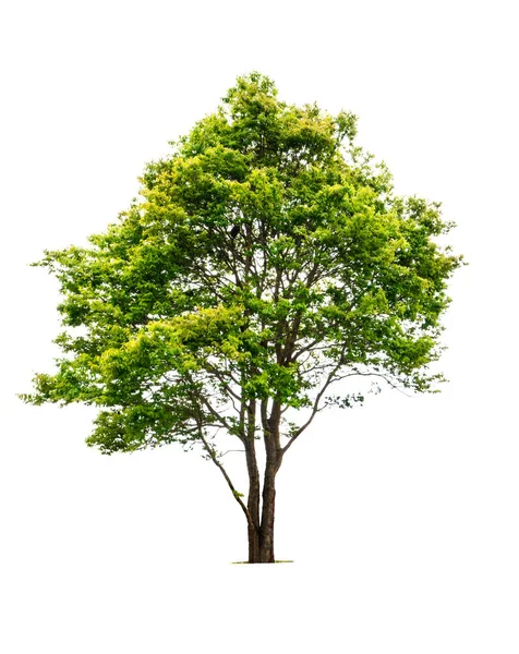 Taze yeşil yaprak döken ağaçlar kopya alanı ile beyaz arka plan üzerinde izole — Stok fotoğraf