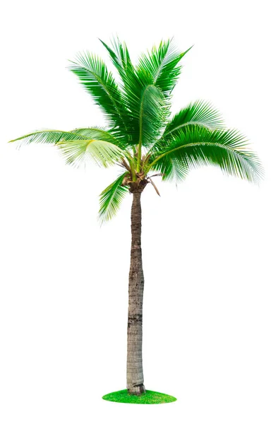 Кокосовое дерево изолировано на белом фоне с копировальным пространством. Используется для рекламы декоративной архитектуры. Летняя и пляжная концепция. Тропические пальмы . — стоковое фото