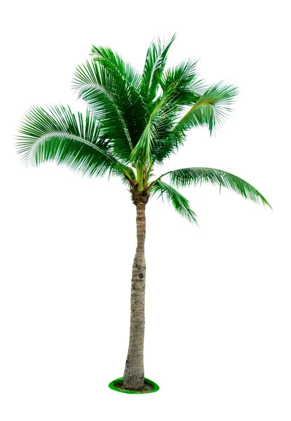 Καρύδας δέντρο που απομονώνονται σε λευκό φόντο με αντίγραφο χώρου. Χρησιμοποιείται για τη διαφήμιση διακοσμητική αρχιτεκτονική. Καλοκαίρι και η παραλία έννοια. Τροπικού φοίνικα. — Φωτογραφία Αρχείου