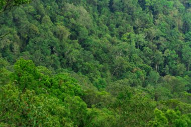 Güzel tropikal orman arka plan. Ekosistem ve sağlıklı çevre kavramı.