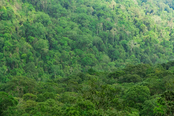 Beau fond de forêt tropicale. Concept d'écosystème et d'environnement sain . — Photo