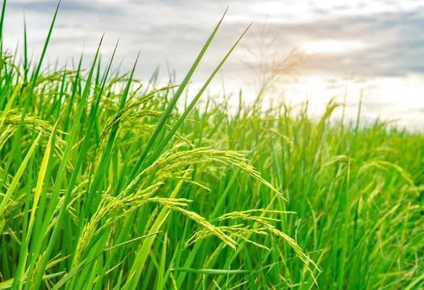 Une rizière verte. Plantation de riz. Riz biologique au jasmin en Asie. Agriculture rizicole. Belle nature de terres agricoles. De la nourriture asiatique. La rizière attend la récolte. Culture végétale . — Photo