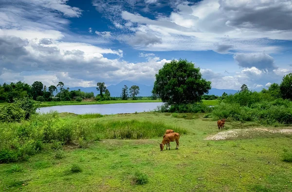 Troupeau de vaches broutant de l'herbe verte dans la prairie. Vache brune en pâturage. Élevage de bovins de boucherie. Du bétail. Ferme animale près de la rivière et de la montagne. Paysage de prairie à la campagne. Vache thaïlandaise . — Photo