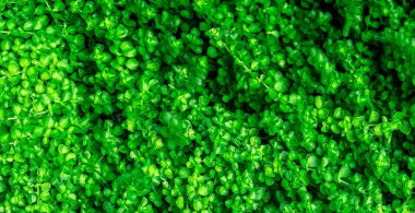 Güzel desenli küçük yeşil yaprak dokusu. Temiz bir çevre. Eko bahçesindeki süs bitkisi. Organik doğal arka plan. Birçok yaprak havadaki tozu azaltır. Tropikal orman. 