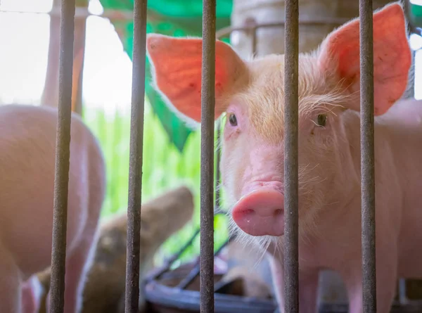 Niedliche Ferkel in Bauernhof. gesundes kleines rosa Schwein. Viehhaltung. Fleischindustrie. Tierfleischmarkt. Afrikanische Schweinepest und Schweinegrippe. Schweinezucht. Säugetier. rosa Schweinchen im Schweinestall. — Stockfoto