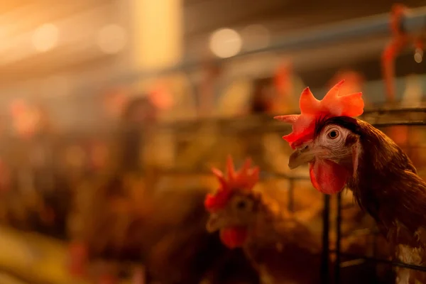 养鸡场 鸡蛋下蛋鸡在笼中。 商业母鸡饲养家禽. 蛋鸡饲养场。 在密闭系统中密集的家禽养殖。 蛋类生产农业. 家养鸟类. — 图库照片