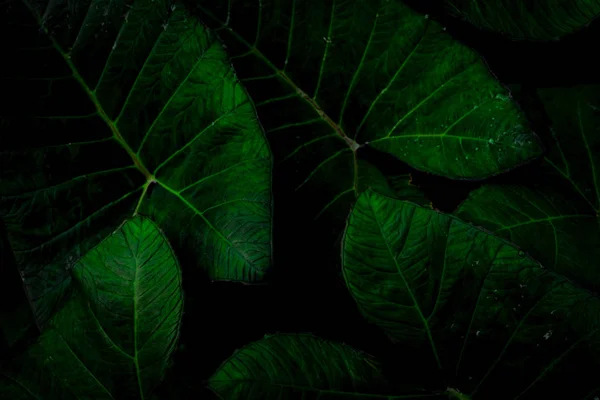 Πράσινο φύλλο με σταγόνα βροχής στη ζούγκλα. Νερό πέφτει στα φύλλα. Πράσινο φόντο υφή φύλλων με ελάχιστο μοτίβο. Πράσινα φύλλα σε τροπικό δάσος σε σκούρο φόντο. Πράσινη ταπετσαρία. Βοτανικός κήπος. — Φωτογραφία Αρχείου