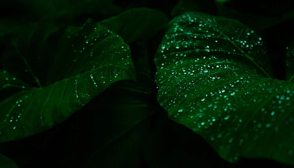 Folha verde com gota de chuva na selva. Gota de água nas folhas. Fundo de textura folha verde com padrão mínimo. Folhas verdes na floresta tropical em fundo escuro. Papel de parede verde. Jardim botânico . — Fotografia de Stock