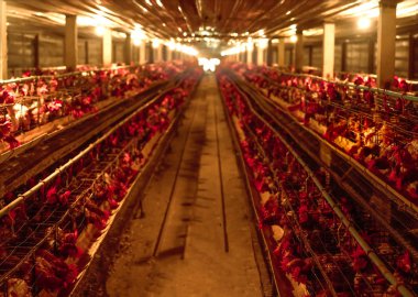 Tavuk çiftliği. Yumurta yumurtlayan tavuk pil kafeslerinde. Ticari tavuklar kümes hayvanı yetiştiriyor. Kat tavukların çiftlik hayvanları. Kapalı sistemlerde yoğun kümes hayvanları yetiştiriciliği. Yumurta üretimi. Tavuklar için tavuk yemi.