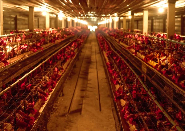 Chicken farm. Egg-laying chicken in battery cages. Commercial hens poultry farming. Layer hens livestock farm. Intensive poultry farming in close systems. Egg production. Chicken feed for laying hens. — Stock Photo, Image