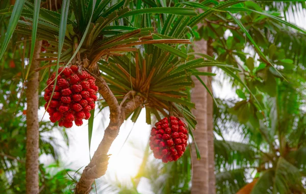 Pandanus tectorius árvore com frutos maduros hala no fundo desfocado de coqueiro na praia tropical com luz solar, ramo de árvore e frutas vermelhas na praia do litoral. Ambiente de praia limpo . — Fotografia de Stock