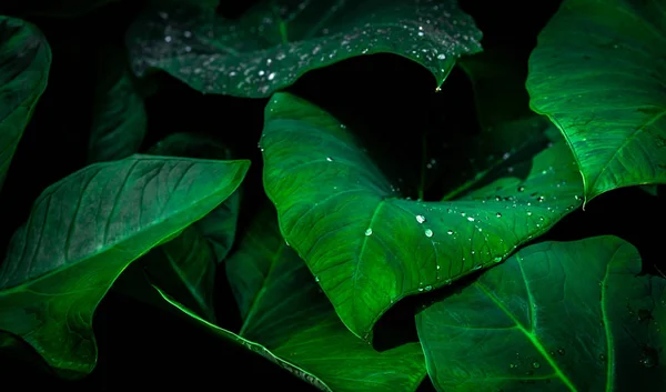 Ormanda yağmur damlası olan yeşil bir yaprak. Yaprakların üzerine su damlası. Yeşil yaprak desenli arka plan çok az desenli. Koyu arka planda tropikal ormanda yeşil yapraklar. Yeşillik duvar kağıdı. Botanik Bahçesi. — Stok fotoğraf