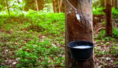 Kauçuk ağaç çiftliği. Tayland 'da kauçuk ağaç bahçesinde lastik tıkırtısı. Kauçuk fabrikasından elde edilen doğal lateks. Plastik bardakta lateks koleksiyonu. Lateks ham madde. Hevea brasiliensis Ormanı. 
