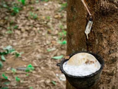 Kauçuk ağaç çiftliği. Tayland 'da kauçuk ağaç bahçesinde lastik tıkırtısı. Kauçuk fabrikasından elde edilen doğal lateks. Plastik bardakta lateks koleksiyonu. Lateks ham madde. Hevea brasiliensis Ormanı. 