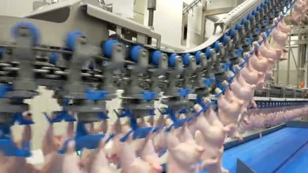 家禽加工业 生鸡肉生产线 家禽加工厂 食品制造厂用输送带 肉制品加工自动化机 屠宰场的现代设备 — 图库视频影像