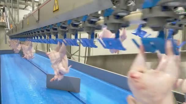 Industria Trasformazione Del Pollame Linea Produzione Carne Pollo Cruda Impianto — Video Stock