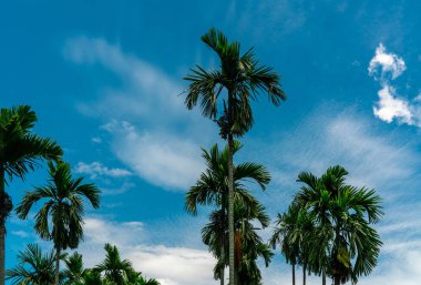 Areca nut palmiye (Areca catechu). Betel fındık palmiyesi, mavi gökyüzü ve beyaz bulutlar. Ticari mahsul. Bahçedeki tropik palmiye ağacı. Areca fındık çiftliği ve çiftliği. Bitkisel bitki. Bahçecilik.