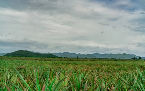 Pineapple plantation. Landscape pineapple farm and mountain. Plnat cultivation. Growing pineapple in organic farm. Argiculture industry. Green pineapple tree in field and white sky and clouds. Farming