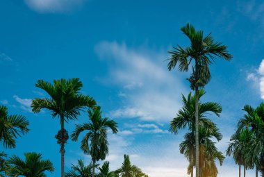 Areca nut palmiye (Areca catechu). Betel fındık palmiyesi, mavi gökyüzü ve beyaz bulutlar. Ticari mahsul. Bahçedeki tropik palmiye ağacı. Areca fındık çiftliği ve çiftliği. Bitkisel bitki. Bahçecilik.