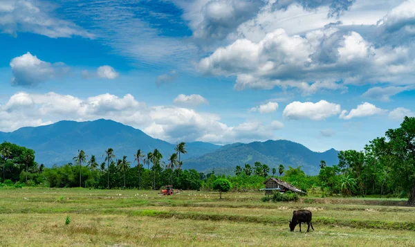 Exploitation mixte et élevage en Thaïlande. Un agriculteur labourant avec un tracteur. Vache pâturant herbe verte devant la cabane et la montagne avec ciel bleu et nuages blancs pelucheux. Riz en été . — Photo