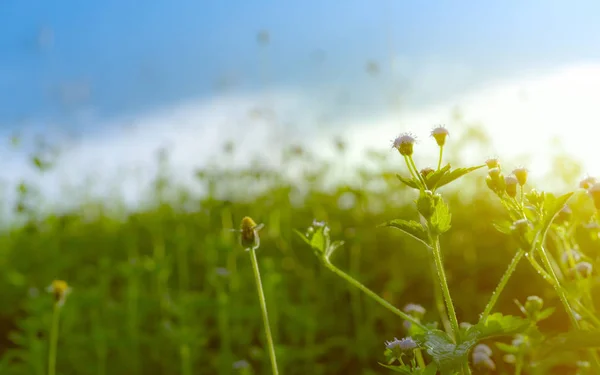 Fleur d'herbe violette dans le jardin avec la lumière du soleil du matin au printemps. Petite fleur d'herbe aux feuilles vertes sur fond flou de ciel bleu et de nuages blancs. Champ de fleurs d'herbe. Nature de la plante . — Photo