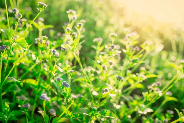 Selektiver Fokus der lila Grasblume im Garten mit Morgensonne im Frühling. kleine Grasblume mit grünen Blättern auf verschwommenem Bokeh-Hintergrund. Wiesenblumenfeld. Natur der Pflanze. — Stockfoto