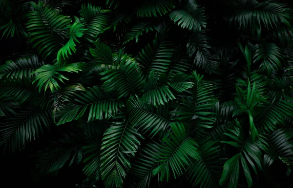 Hojas de helecho sobre fondo oscuro en la selva. Hojas de helecho verde oscuro denso en el jardín por la noche. Fondo abstracto de la naturaleza. Helecho en el bosque tropical. Planta exótica. Hermosa textura de hoja de helecho verde oscuro. —  Fotos de Stock