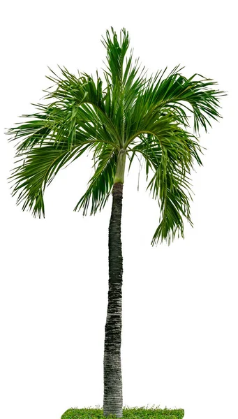 Manila palm, julpalm (Veitchia merrillii) isolerad på vit bakgrund med grönt gräs. Palmträd som används för reklam dekorativ arkitektur och trädgård. Sommar- och strandkoncept. — Stockfoto