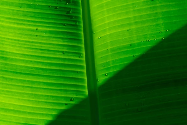 Sluiten verse bananenblad met waterdruppel. Groene blad van banaan textuur achtergrond. Aard van de tropische plant. Groene biologische bananenblad patroon detail voor spa wallpaper. Tropische plant in de jungle. — Stockfoto