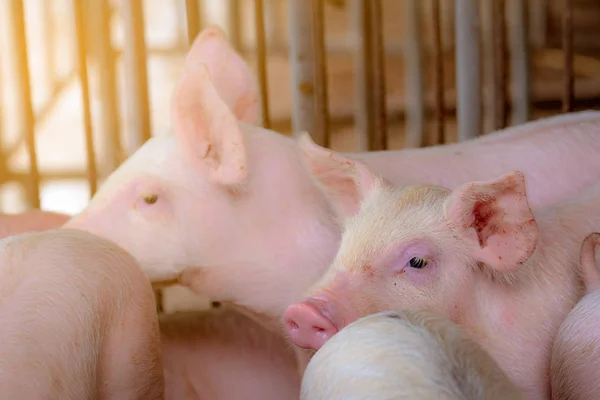 Little pig in farm. Small pink piglet. African swine fever and swine flu concept. Livestock farming. Pork meat industry. Healthy and cute pig in stall or barn. Mammal animal. Swine breeding. — 스톡 사진