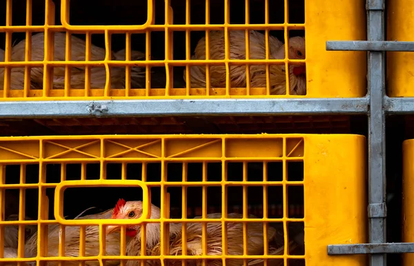 Chicken transport by truck from livestock farm to food factory. Poultry industry. Livestock transport by trailer. Chicken in yellow plastic crates. Animal cruelty concept. Chicken in cramped cage. — 스톡 사진