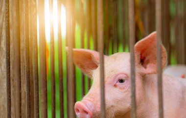 Çiftlikteki küçük domuz. Küçük pembe domuzcuk. Afrika domuz humması ve domuz gribi konsepti. Çiftlik hayvanları yetiştiriciliği. Domuz eti endüstrisi. Sağlıklı ve şirin domuz ahırda ya da ahırda. Memeli hayvan. Domuz yetiştiriciliği. 