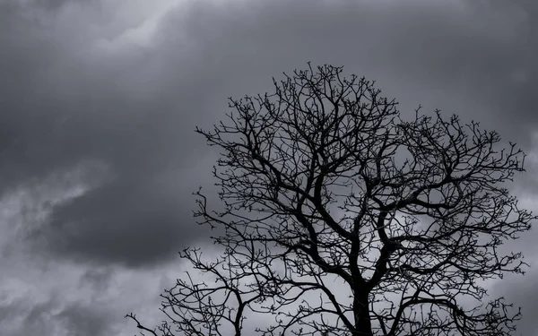 Silhouet dode boom en tak op grijze lucht achtergrond. Zwarte takken van de boom. Natuur textuur achtergrond. Kunstachtergrond voor verdriet, dood, treurnis, hopeloosheid en wanhoop. Halloween dag achtergrond. — Stockfoto