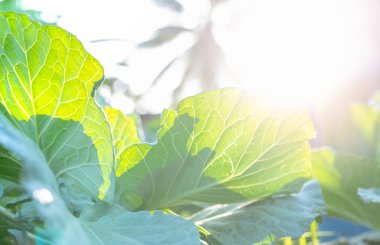 Bahçede yeşil sebze yaprakları. Yapraklı yeşil sebze. Doğal C vitamini ve K vitamini açısından zengin sabah güneşli taze yapraklar. Organik sebze çiftliği. Bitki yetiştiriciliği. Tarım.