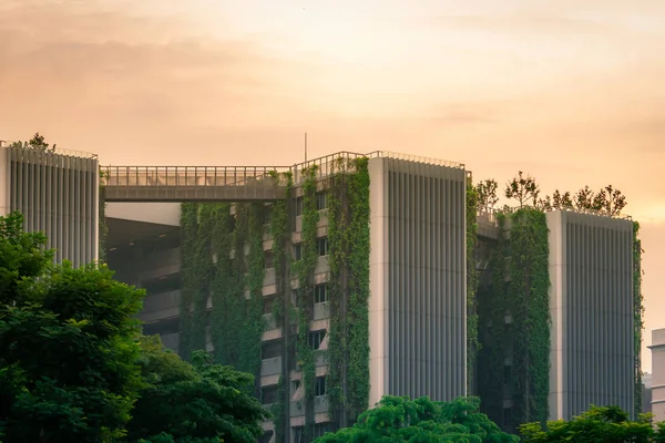SINGAPORE-OCTOBER 19, 2019: Miljøvenlig bygning med lodret have i moderne by. Grøn træ skov og vedbend på facade på bæredygtigt byggeri. Energibesparende arkitektur med lodret have . - Stock-foto