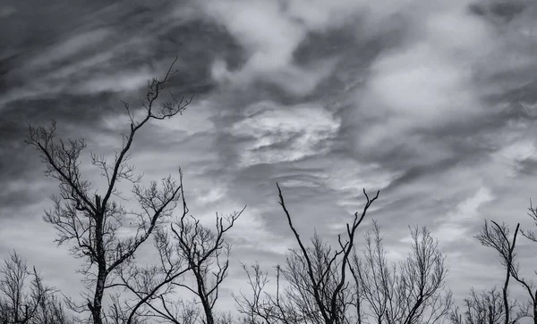 Silhouet dode boom en tak op grijze hemel achtergrond. Zwarte takken van de boom. Natuur textuur achtergrond. Kunst achtergrond voor verdrietig, dood, eenzaam, hopeloos en wanhoop. Halloween dag achtergrond. — Stockfoto