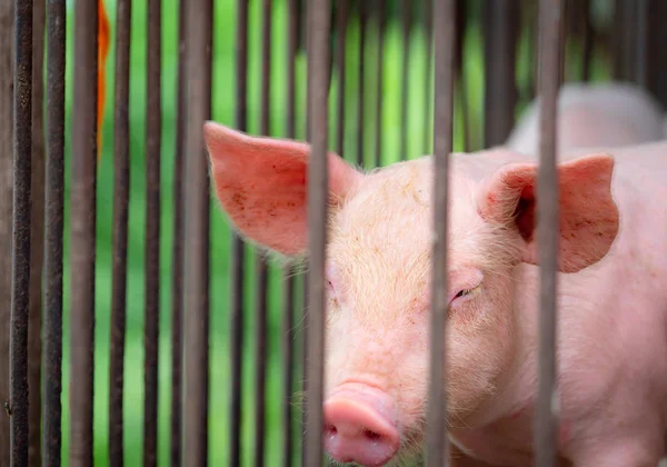 농장에 있는 작은 돼지. 작은 분홍 돼지입니다. 아프리카 돼지 열 과 돼지 독감의 개념입니다. 가축 농사. 돼지고기 고기 산업. 휴게실이나 헛간에 있는 건강하고 귀여운 돼지. 포유 동물. 돼지의 번식. 색소. — 스톡 사진
