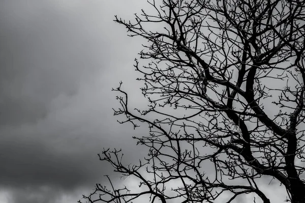 Silhueta Árvore Morta Céu Dramático Escuro Nuvens Brancas Fundo Para — Fotografia de Stock