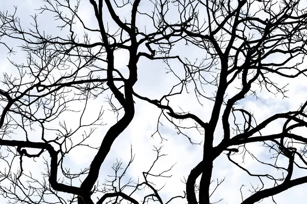 死と平和のために白い空と雲の背景にSilhouette枯れ木 ハロウィンの日の背景 絶望と絶望の概念 自然の悲しみ 死と悲しみの背景 枝が乱れて — ストック写真