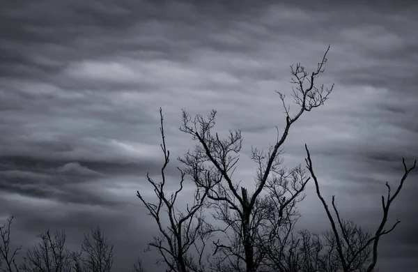 Silhouet Dode Boom Donkere Dramatische Hemel Witte Wolken Achtergrond Voor — Stockfoto