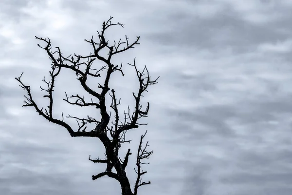 Sylwetka Martwe Drzewo Ciemnym Dramatycznym Niebie Białe Chmury Tło Dla — Zdjęcie stockowe