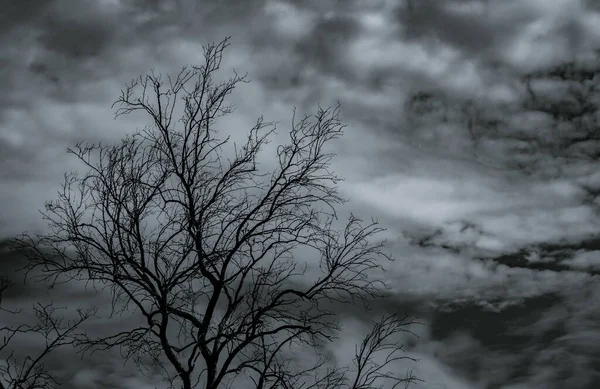 Силует Мертве Дерево Темному Драматичному Небі Білі Хмари Тло Смерті — стокове фото