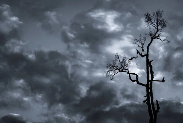 Silhuett Död Träd Mörk Dramatisk Himmel Och Vita Moln Bakgrund — Stockfoto