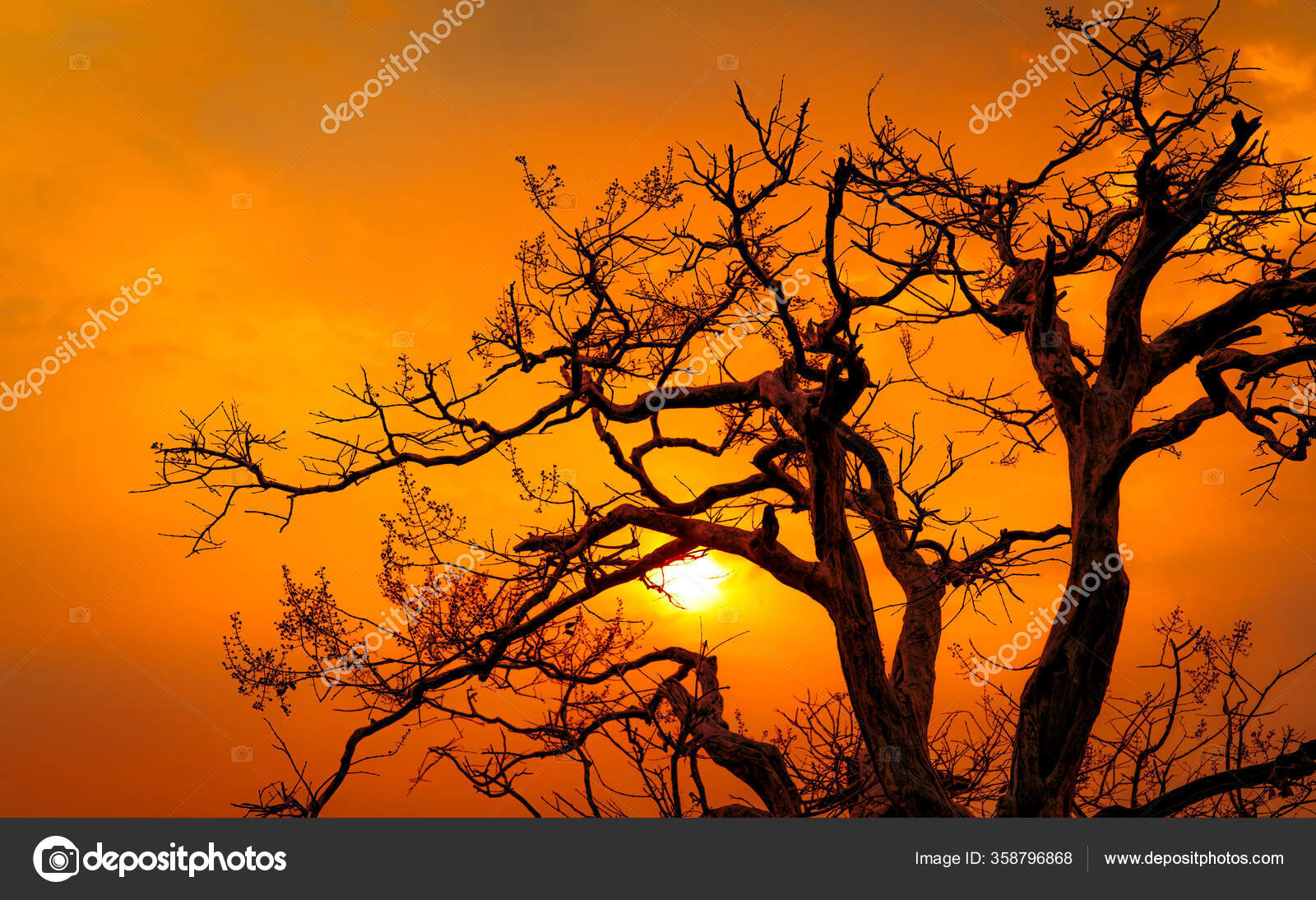 Hermosa Silueta Árbol Sin Hojas Cielo Puesta Del Sol Escena — Foto de stock  #358796868 © Fahroni, image size:1600x1094