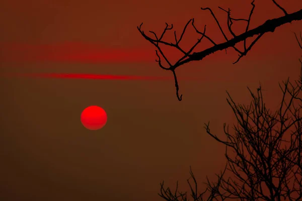 Силуэт Белого Дерева Красного Закатного Неба Романтическая Мирная Сцена Солнца — стоковое фото