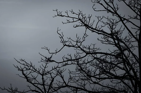 Silhouette Dead Tree Dark Dramatic Sky White Clouds Background Peaceful — Stock Photo, Image