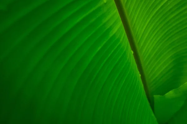 Primeros Planos Hoja Verde Plátano Con Gota Lluvia Gota Agua —  Fotos de Stock