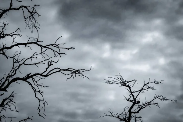 Silhueta Árvore Morta Escuro Céu Dramático Nuvens Brancas Fundo Para — Fotografia de Stock
